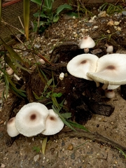 Leucocoprinus brebissonii