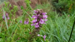 Stachys sylvatica