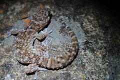 Pachydactylus capensis