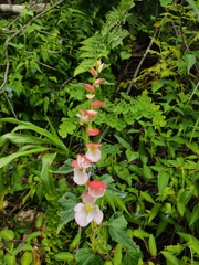 Begonia bulbillifera