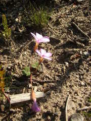 Oxalis eckloniana