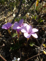 Oxalis eckloniana