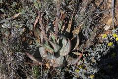 Aloe microstigma microstigma