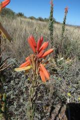 Aloe microstigma microstigma
