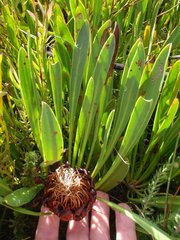 Protea angustata