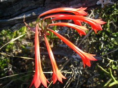Cyrtanthus contractus
