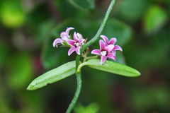 Astephanus triflorus