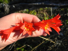 Cyrtanthus contractus