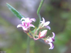 Astephanus triflorus