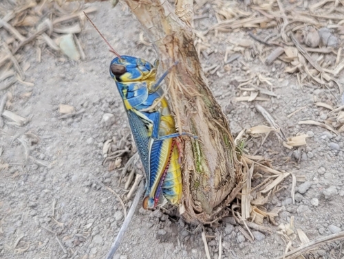 Red-legged Grasshopper, photo 2 of 10