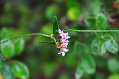 Astephanus triflorus