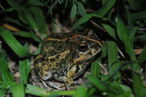 Tomopterna adiastola