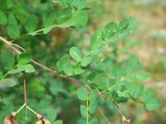 Colutea
