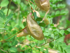 Colutea