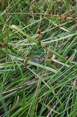 Philothamnus hoplogaster