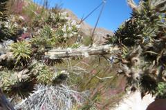 Aspalathus shawii shawii