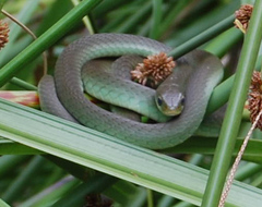 Philothamnus hoplogaster