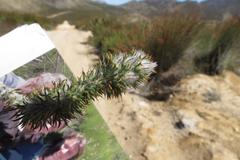 Aspalathus shawii shawii