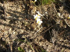 Oxalis punctata