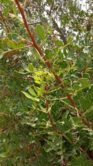 Pistacia lentiscus