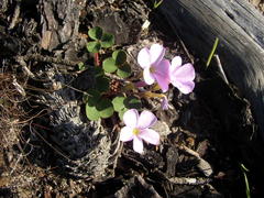 Oxalis eckloniana