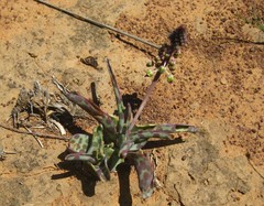 Ledebouria ensifolia