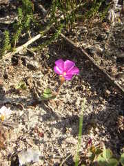 Oxalis eckloniana