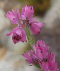 Erica corifolia bracteata