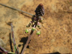 Ledebouria ensifolia