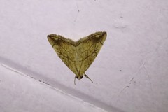 Evergestis pallidata