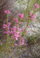 Erica corifolia bracteata