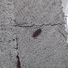 Porcellio spinicornis