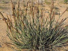 Centropodia glauca