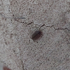 Porcellio spinicornis