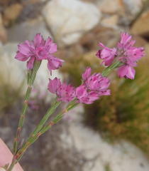 Erica corifolia bracteata