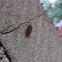 Porcellio spinicornis
