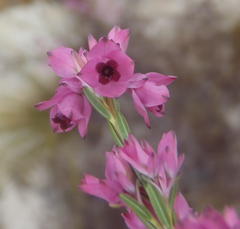 Erica corifolia bracteata