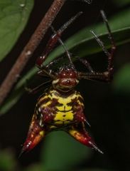 Micrathena fissispina