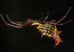 Micrathena fissispina