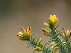Ulex gallii