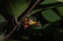 Micrathena fissispina