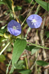 Evolvulus convolvuloides