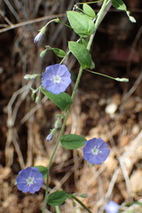 Evolvulus convolvuloides