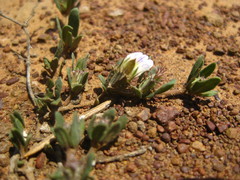 Blepharis integrifolia