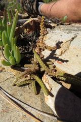 Crassula muscosa muscosa