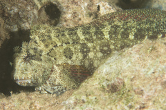 Salarias ceramensis