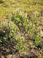 Indigofera cytisoides
