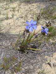 Aristea oligocephala
