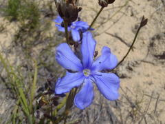 Aristea oligocephala