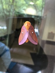 Anisota pellucida